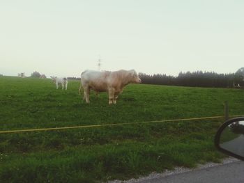 Sheep grazing on grassy field