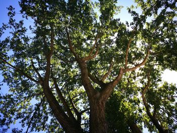 Low angle view of trees against sky