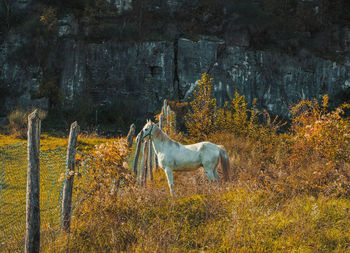 Side view of a horse on field