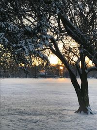 Bare trees on snow covered landscape during sunset