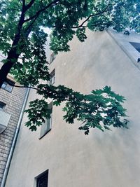 Low angle view of tree by building