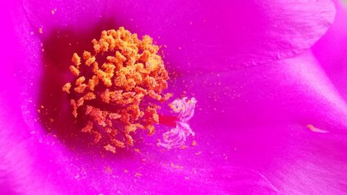 Close-up of pink flowers