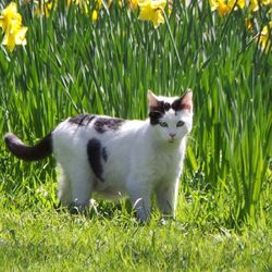 Portrait of cat on grassy field