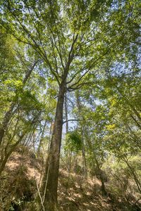 Low angle view of bamboo trees in forest