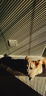 High angle view of cat relaxing on floor