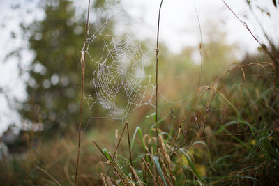 Close-up of spider web on plant