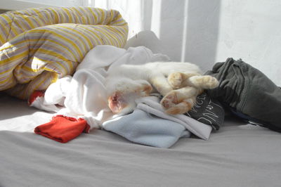 White kitten sleeps in the sun.