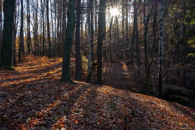 Trees in forest during autumn