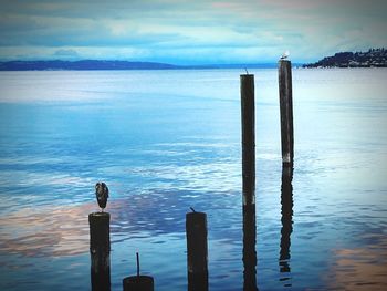 Birds perching on wooden post by sea against sky during sunset