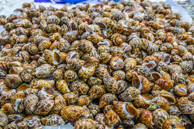 Freshly caught sea snails or shellfish for sale on a street market