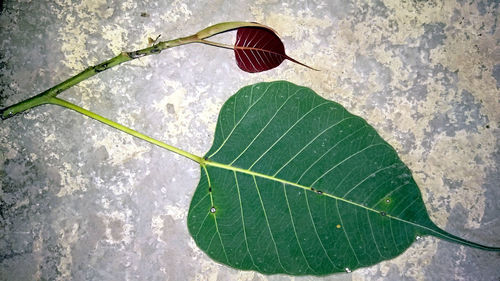 Close-up of butterfly on leaf