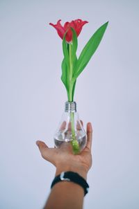 Close-up of hand holding flower over white background