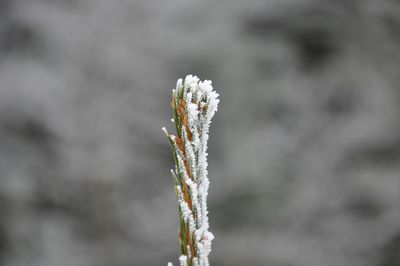 Close-up of dead plant