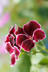 Close-up of flowers blooming outdoors