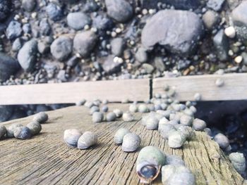 Close-up of wooden plank