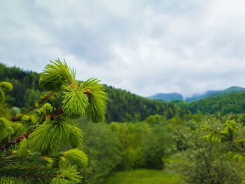 Close up of fir branches with young sprouts buds over the spring mountain background.