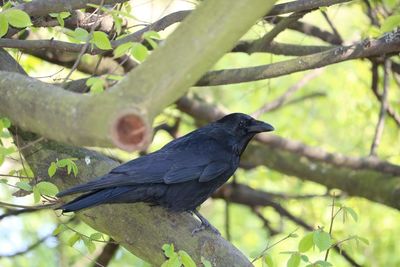 Low angle view of bird perching on tree