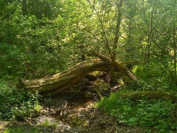 Tree in forest