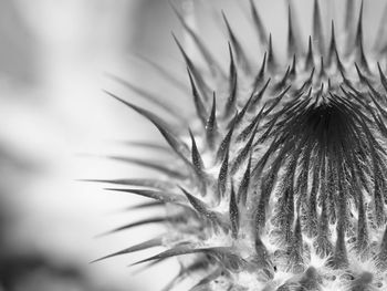 Macro shot of flowering plant