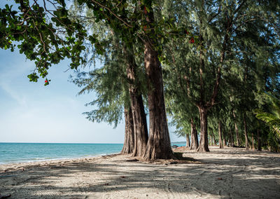 Trees by sea against the sky, sunlight and shading of the tree on a white sandy beach. 