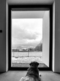 Rear view of dog looking through window