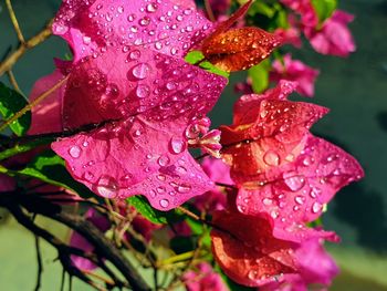 Close-up of raindrops on pink flower
