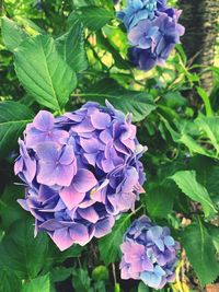 Close-up of purple hydrangea flowers