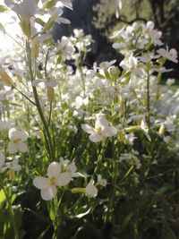 Close-up of white flowers blooming outdoors