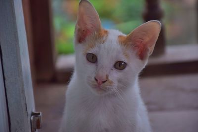 Close-up portrait of white cat