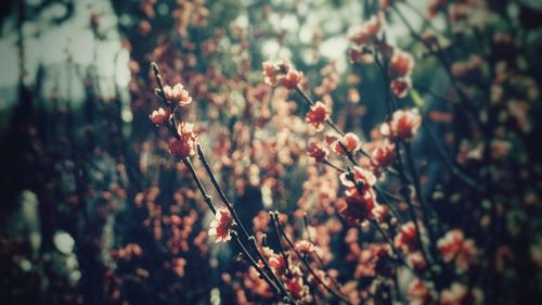 Close-up of flowering plant