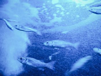Fish swimming in sea