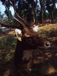 Deer in a field