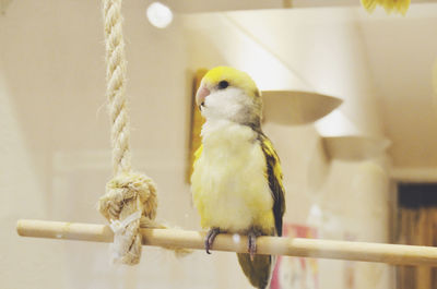 Close-up of parrot perching on wood