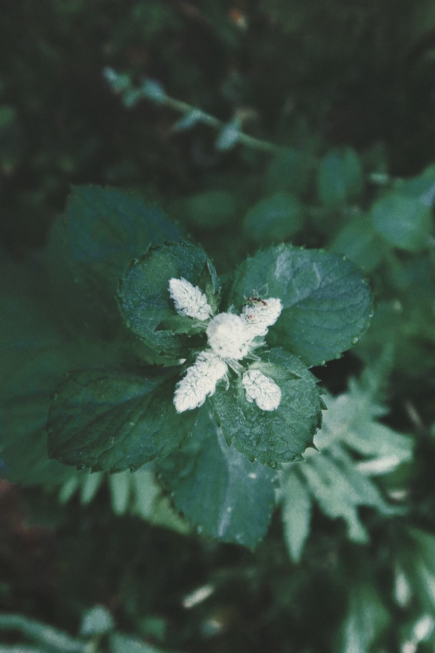 CLOSE-UP OF SNOW ON PLANT