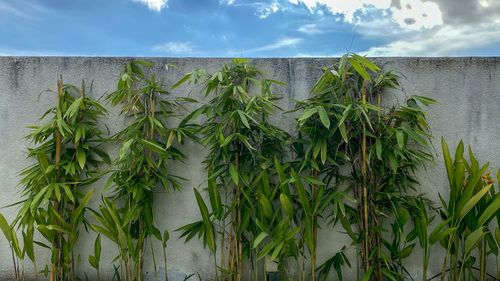 Close-up of plants against wall