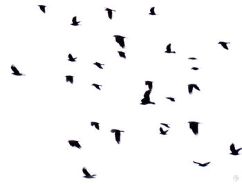 Low angle view of birds flying in sky