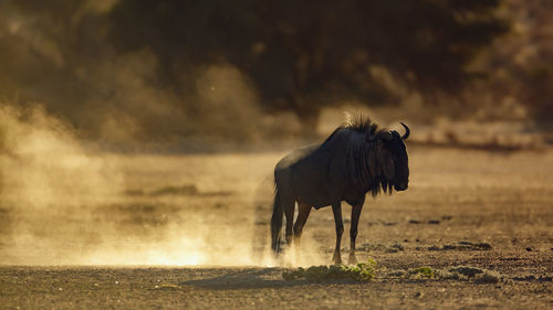 Horse standing on field