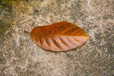 High angle view of dry leaf on land