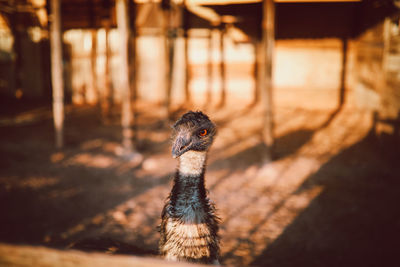 Big omnivorous bird with pointed beak and attentive gaze on dry terrain in countryside on sunny day