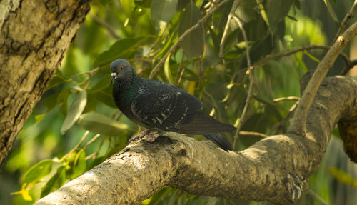 Close-up of bird perching on tree