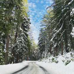 Road amidst trees against sky during winter