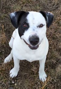 High angle portrait of dog sitting on field