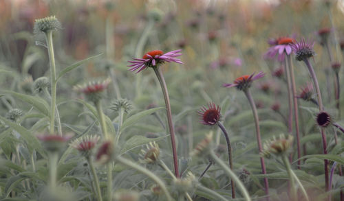 Close-up of flowering plants on land