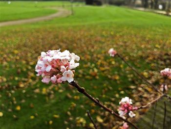 Close-up of pink flowers blooming on tree