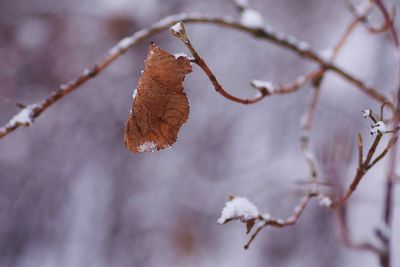 Close-up of dried leaves on tree during winter