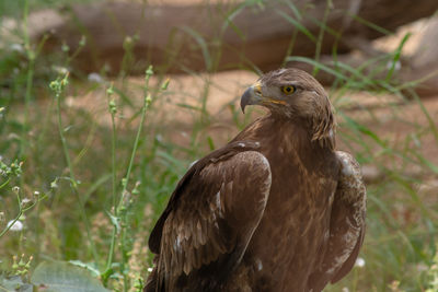 Close-up of a bird perching on a field