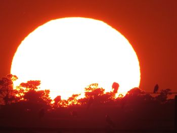 Silhouette trees against orange sky