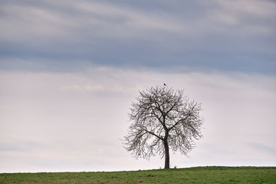 Bare tree on field against sky