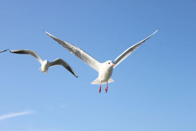 Low angle view of seagulls flying in sky