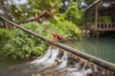 Close-up of dragonfly on plant